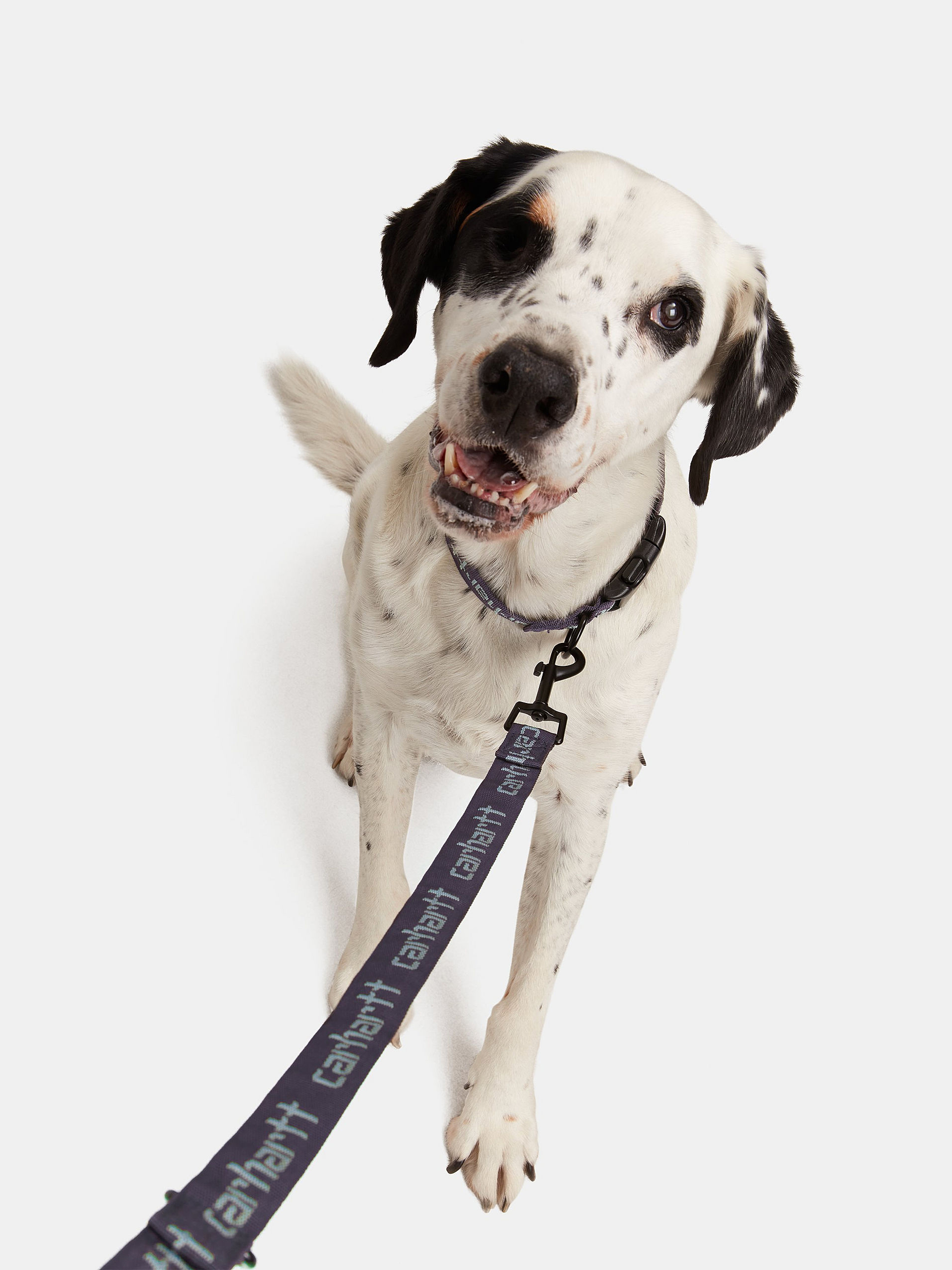 Smycz Carhartt WIP Script Dog Leash & Collar (artichoke/misty sage)