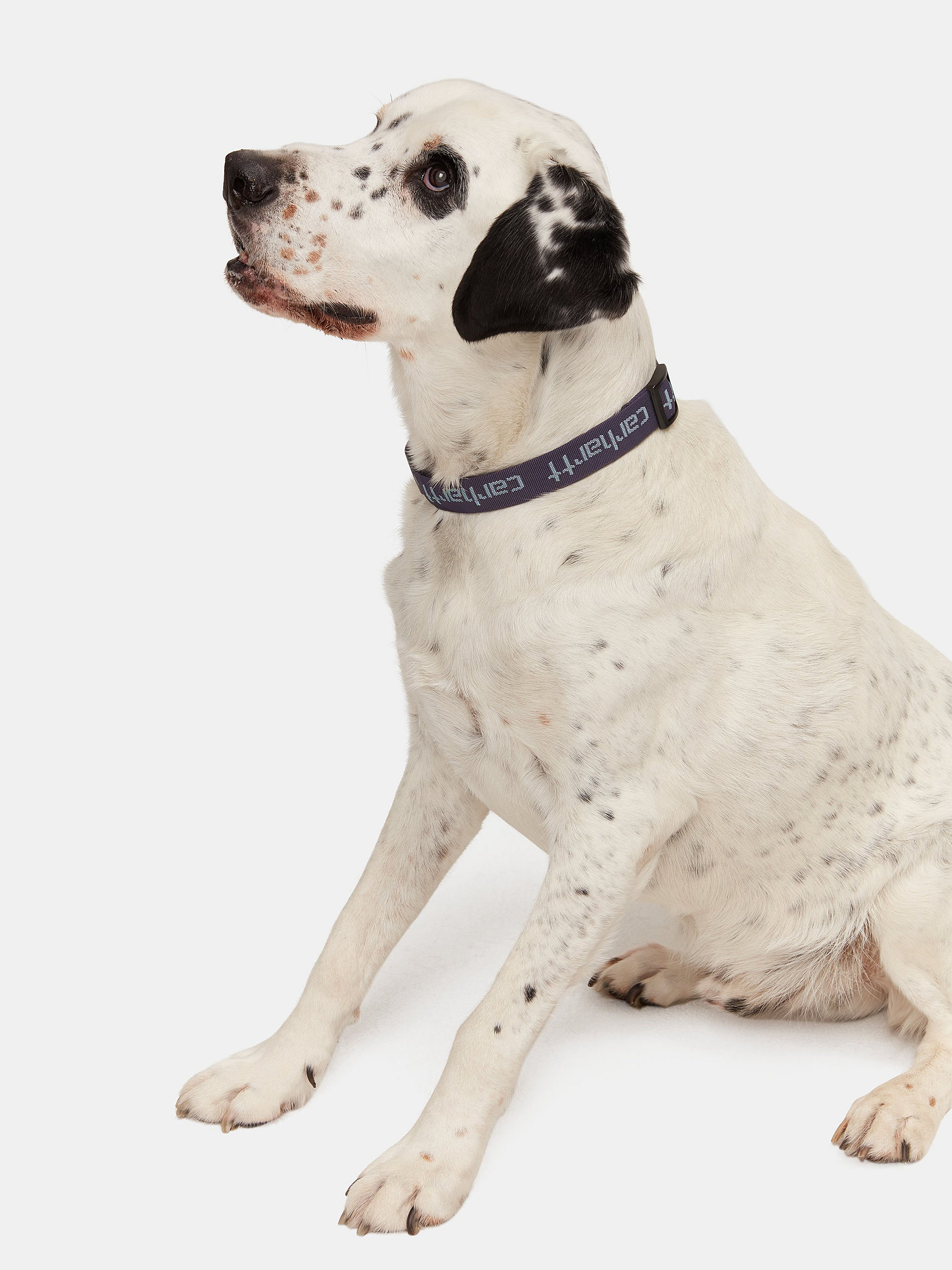 Smycz Carhartt WIP Script Dog Leash & Collar (artichoke/misty sage)